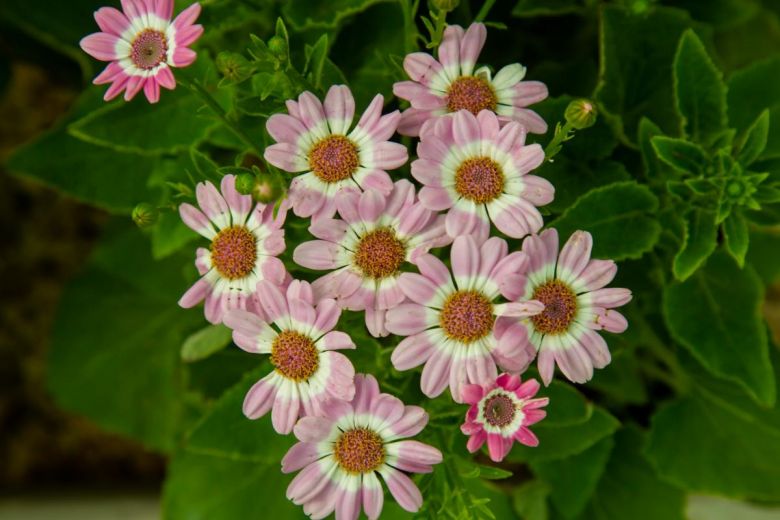 بالصور: من مشاتل كربلاء نباتات تدخل لأول مرة في العراق