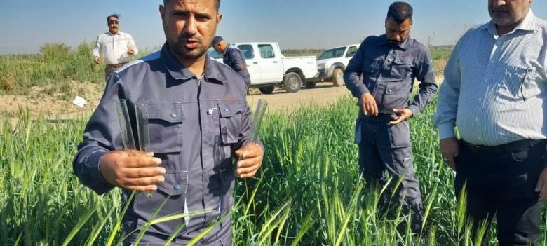زراعة كربلاء تطلق متطفلات على حشرة السونة في حقول الحنطة