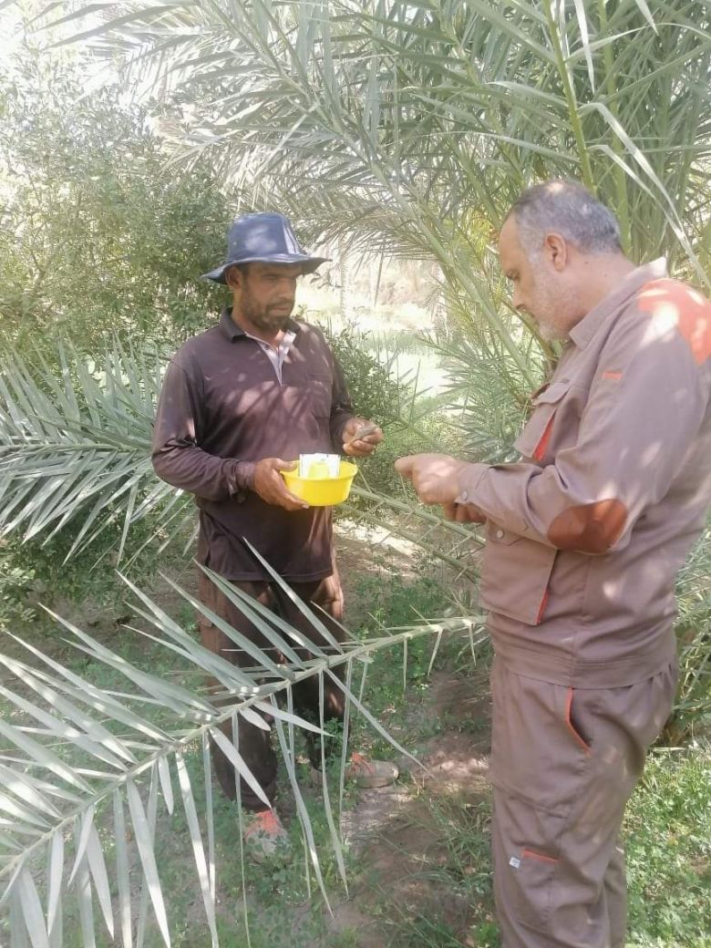 زراعة كربلاء تنفذ حملة لمكافحة حشرات اشجار الحمضيات