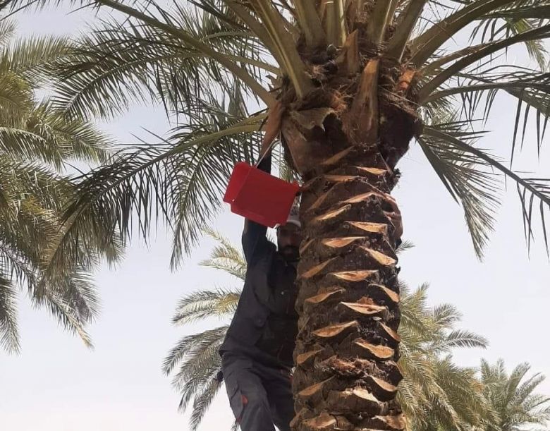 زراعة كربلاء تنفذ حملة مجانية لمكافحة حشرة الحميرة في بساتين نخيل المحافظةً