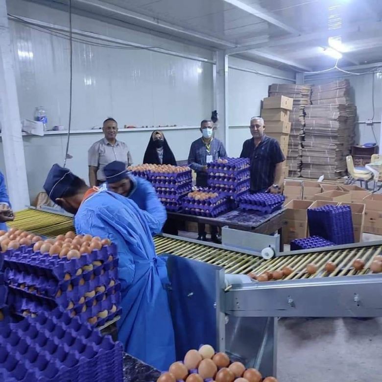 زراعة كربلاء  تحقق أعلى مستوى من انتاج بيض المائدة  خلال شهر