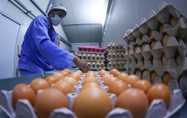 زراعة كربلاء تحقق أعلى مستوى من انتاج بيض المائدة في شهر حزيران