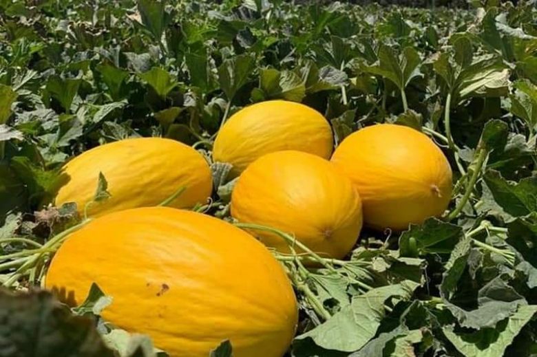 كربلاء تباشر بزراعة ما يقارب ثلاثة الاف دونم بالمحاصيل الصيفية