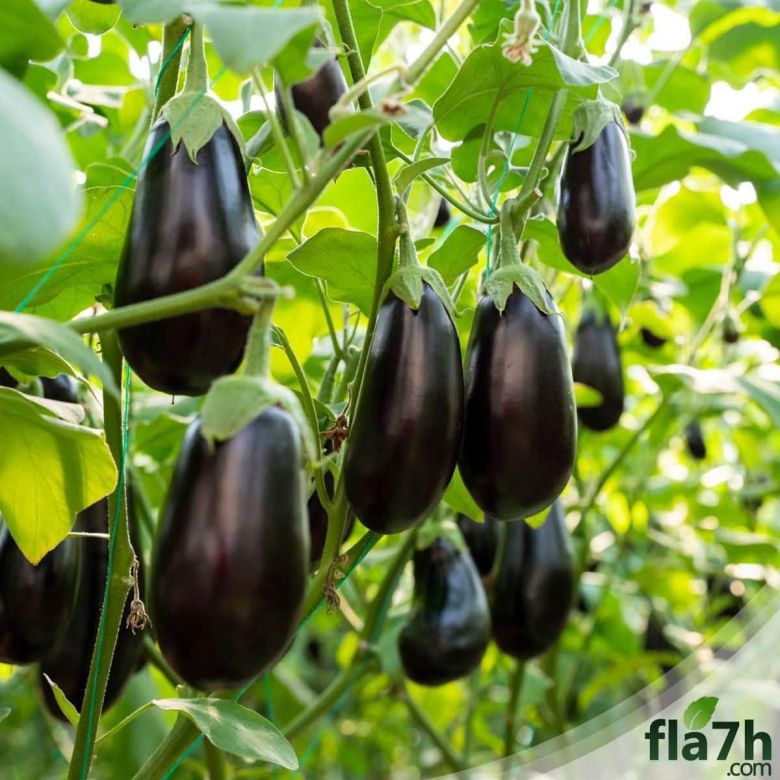 مصادقة رسمية على أكبر خطة زراعية شتوية في تاريخ كربلاء بمساحة 285,950 دونم