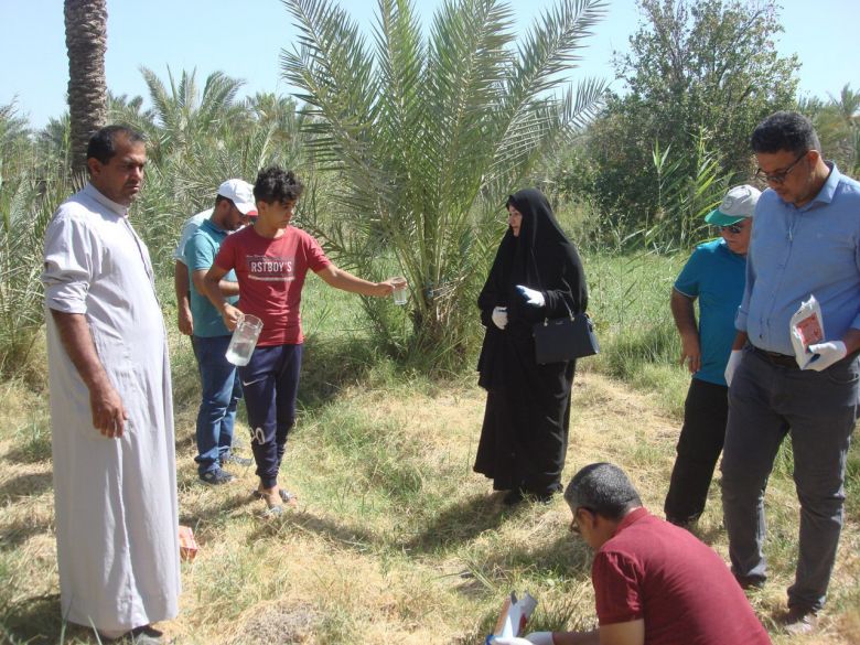 زراعة كربلاء : استمرار حملة مجانية لمكافحة البساتين والحقول من القوارض الزراعية
