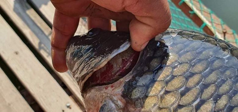 الجمعيات الفلاحية تطالب الزراعة بتوفير العلاجات اللازمة لمرض تعفن الغلاصم الذي يصيب الأسماك