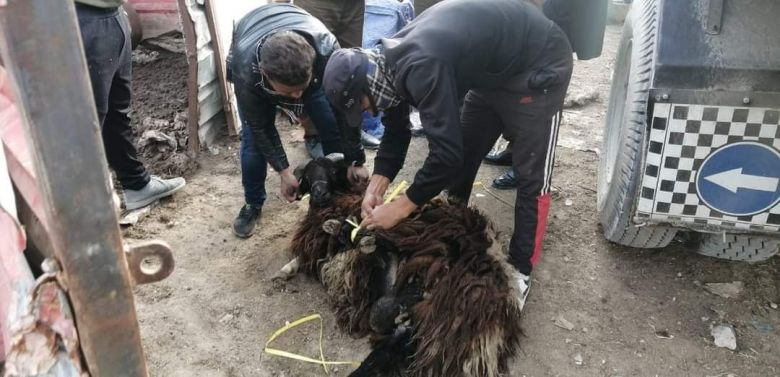 بلدية كربلاء تنفذ حملة لإزالة حظائر الحيوان