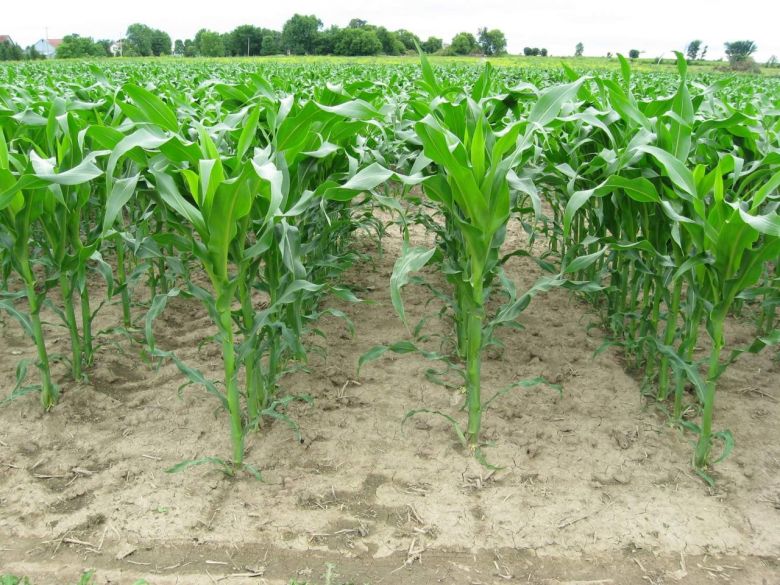 تمديد فترة استلام سماد الداب لمزارعي الذرة الصفراء في كربلاء