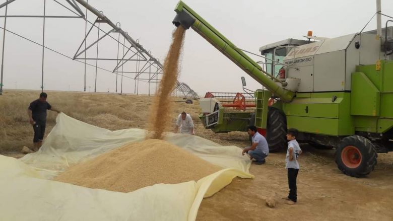 بدء تسويق محصول الحنطة للموسم الزراعي الحالي في كربلاء 