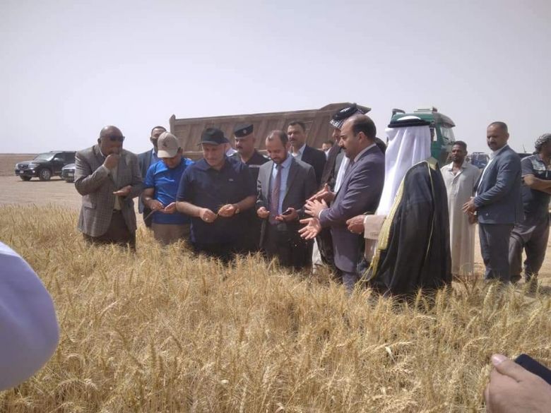 زراعة كربلاء تشكل لجنة لمتابعة عمليات الحصاد وتسويق محصول الحنطة