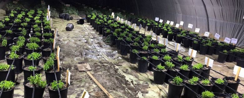 دراسة علمية تحقق نتائج مهمة وتنصح بتكثير “الستيفيا” لاهميته الطبية