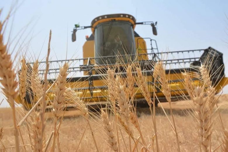 وقود مدعوم للحاصدات في كربلاء لضمان إنجاح موسم حصاد الحنطة