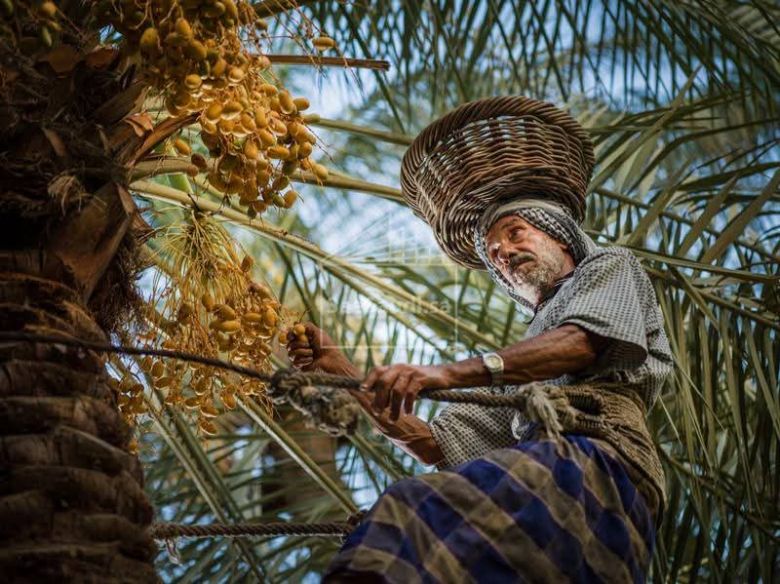 بأكثر من ٣ ملايين نخلة.. كربلاء ترفع إنتاجها من التمور إلى ٢٢٠ ألف طن