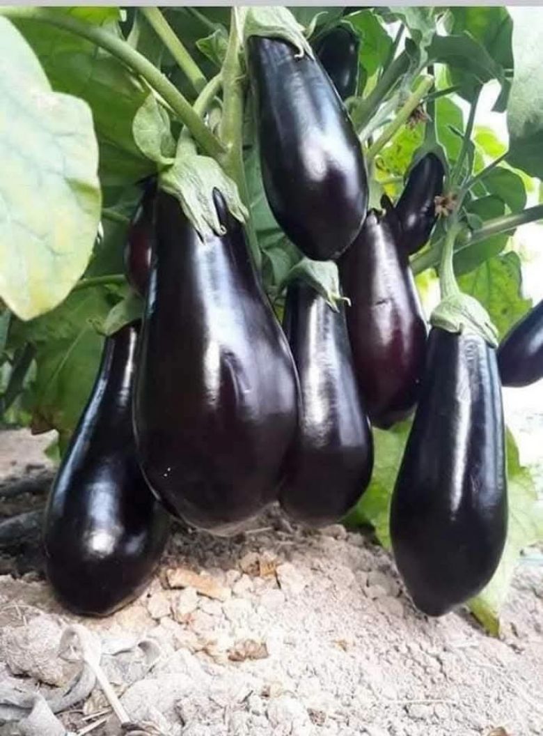 زراعة كربلاء تعلن خطة شتوية هي الأكبر في تاريخ المحافظة .. 229 ألف دونم للحنطة وبذور بدعم 70%
